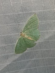 Nemoria rubrifrontaria