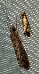 Isocorypha mediostriatella