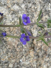 Stemodia durantifolia