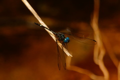 Dythemis nigra