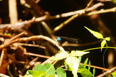Dythemis nigra