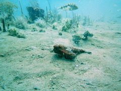 Ogcocephalidae