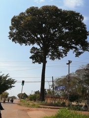 Bertholletia excelsa