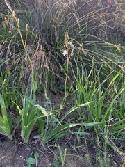 Trachyandra divaricata