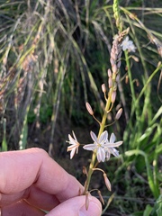 Trachyandra divaricata