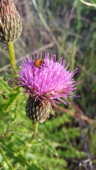 Cirsium repandum