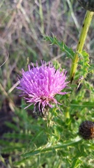 Cirsium repandum