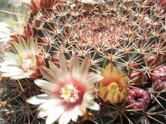 Mammillaria miegiana