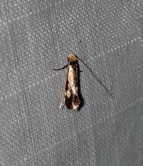 Isocorypha mediostriatella