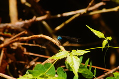 Dythemis nigra