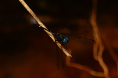 Dythemis nigra