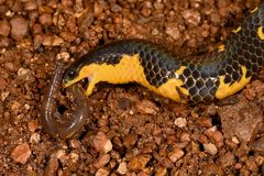 Uropeltis macrolepis