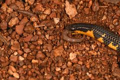 Uropeltis macrolepis