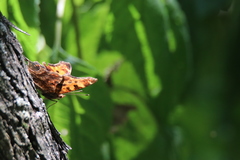 Polygonia comma