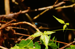 Dythemis nigra