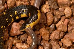 Uropeltis macrolepis