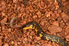 Uropeltis macrolepis