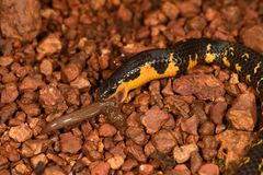 Uropeltis macrolepis