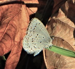 Celastrina echo echo