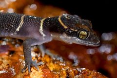 Cyrtodactylus deccanensis