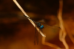 Dythemis nigra