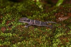 Cyrtodactylus deccanensis