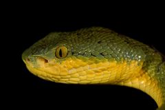 Craspedocephalus gramineus