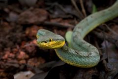 Craspedocephalus gramineus