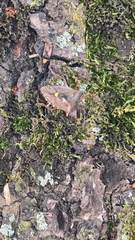 Pentatoma rufipes