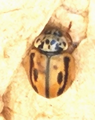 Mulsantina hudsonica