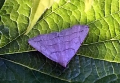 Zanclognatha pedipilalis