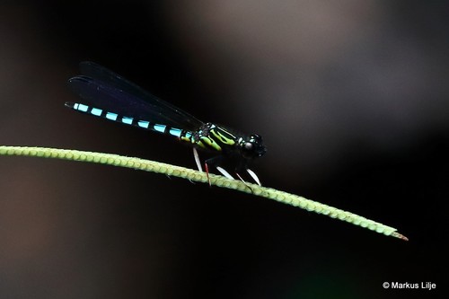Platycypha lacustris