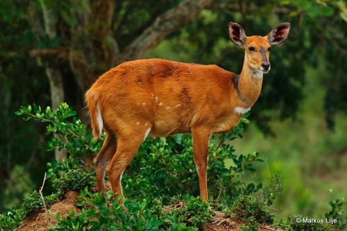 Northern Bushbuck
