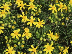 Euryops linifolius
