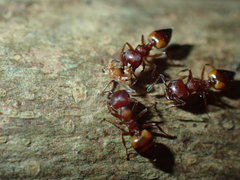 Crematogaster castanea castanea