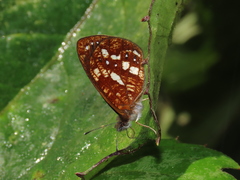 Lymanopoda labda labda