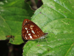 Lymanopoda labda labda