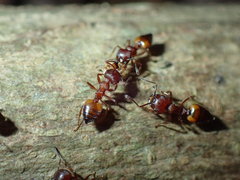 Crematogaster castanea castanea