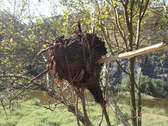 Crematogaster castanea castanea