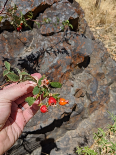 Rosa californica