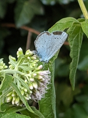 Celastrina argiolus