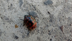 Pachycoris