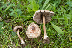 Inocybe asterospora