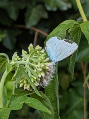 Celastrina argiolus