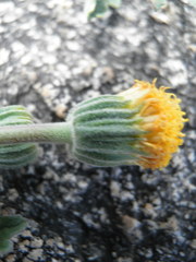 Perityle reinana