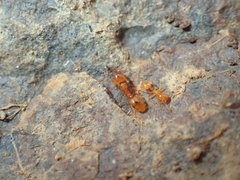 Solenopsis punctaticeps