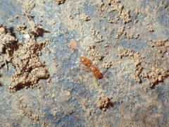 Solenopsis punctaticeps