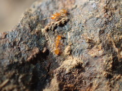 Solenopsis punctaticeps