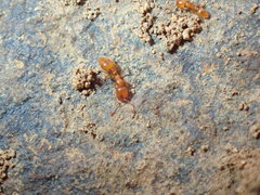 Solenopsis punctaticeps