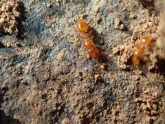 Solenopsis punctaticeps